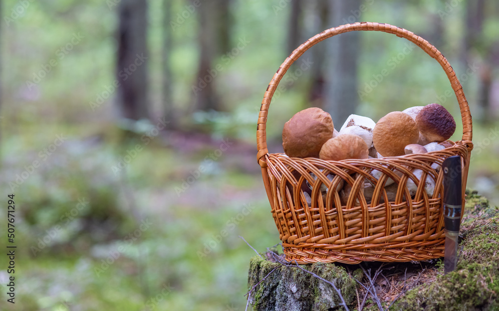basket with edible mushrooms on old stump basket with edible mushrooms on old stump