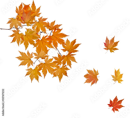 maple tree branch with falling orange leaves