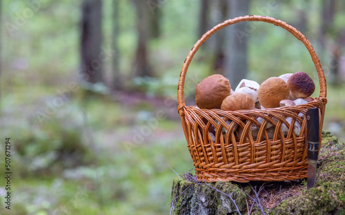 basket with edible mushrooms on old stump