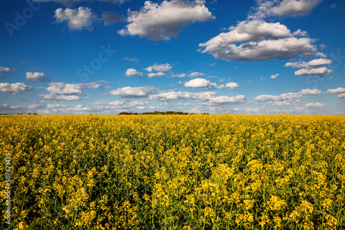 Fields with rapeseed on a sunny day. Rapeseed cultivation.