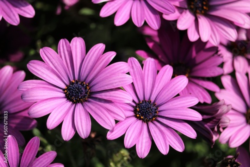 osteospermum mauve