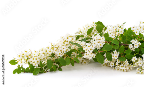 White branch of spirea.