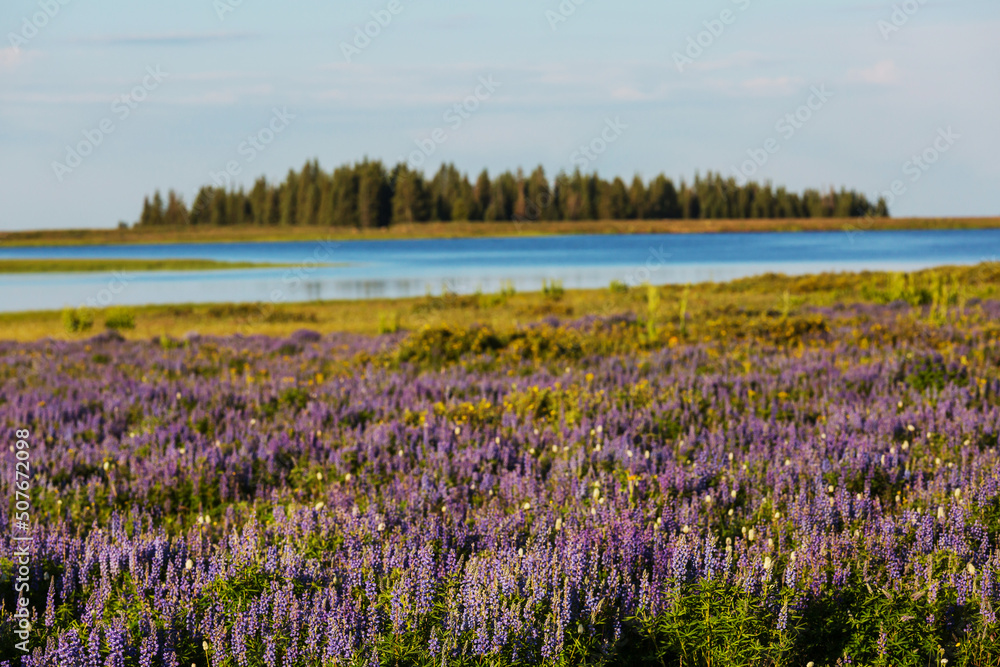 Fototapeta premium Mountains meadow