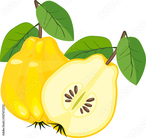 Papier peint Yellow quince fruits (whole and half cut) with green leaves isolated on white ba