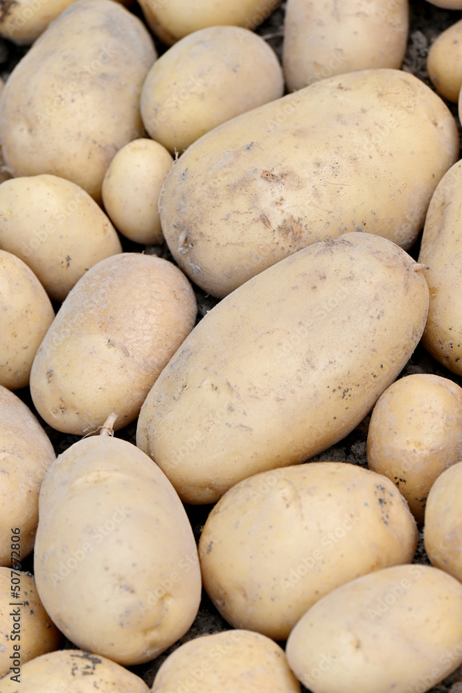 closeup the bunch white brown potato on the clay in the farm soft focus natural brown background . closeup the bunch white brown potato on the clay in the farm soft focus natural brown background .