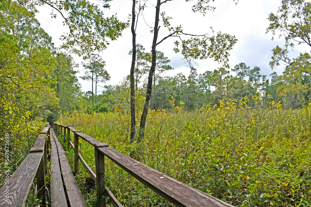 Wooden bridge through the forest along a hiking trail in Orlando area of central Florida.