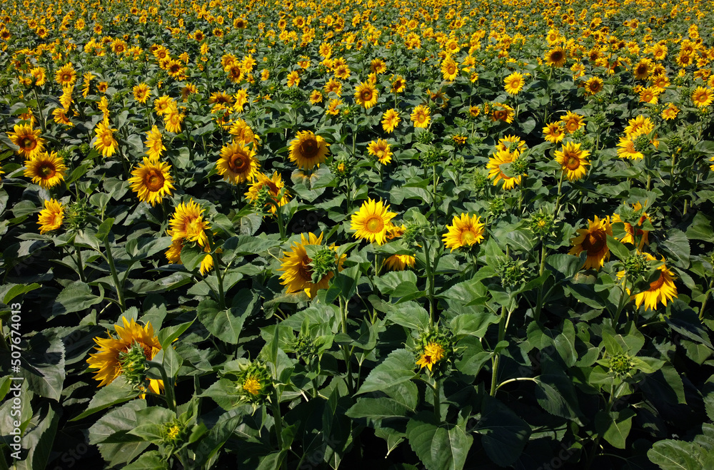 Aerial drone view flight over sunflower field on sunny summer day. Countryside landscape and panoramic view with blooming yellow sunflower flowers. Agricultural fields and farmland lands. Crop fields Aerial drone view flight over sunflower field on sunny summer day. Countryside landscape and panoramic view with blooming yellow sunflower flowers. Agricultural fields and farmland lands. Crop fields