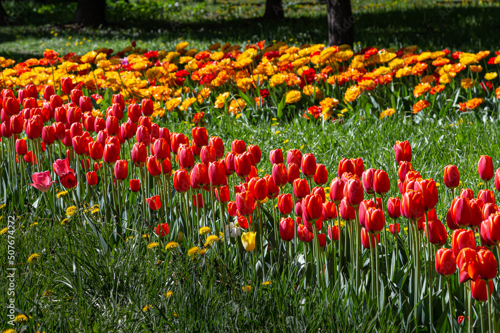 Lawn planted with rows of red and yellow tulips