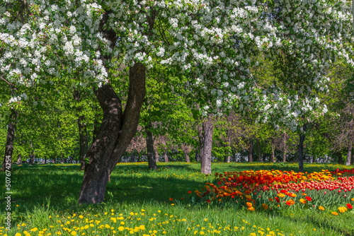 Fototapeta Naklejka Na Ścianę i Meble -  Blooming apple tree, dandelions and colorful tulip flower bed against backdrop of grass and foliage