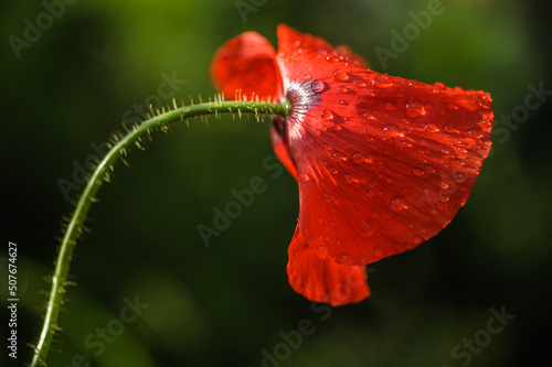 Regentropfen auf Mohnblüte Papaver rhoeas im Seitenlicht