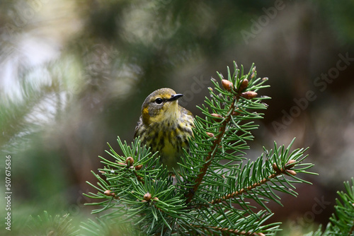 Female Cape May Warbler perched in a pine tree