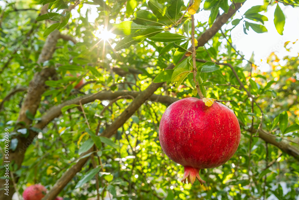 Ripe pomegranate fruits on a tree branch Ripe pomegranate fruits on a tree branch