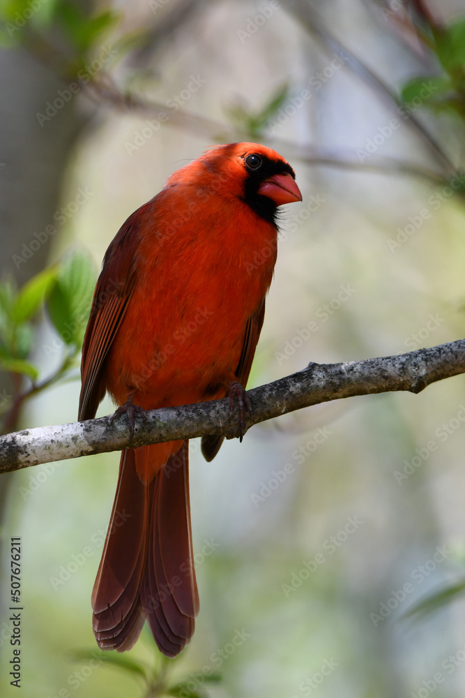 Close up of a male Northern Cardinal