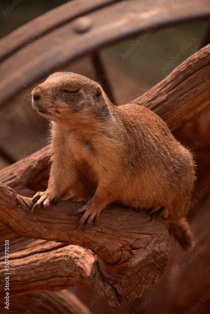 Wild Black Tailed Prairie Dog with Eyes Closed Wild Black Tailed Prairie Dog with Eyes Closed
