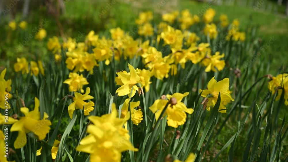 Seasonal Yellow flower field. field of flowers in the wind swaying close up. Concept: nature, flowers, spring, biology, fauna, environment, ecosystem. 4K copyspace. Seasonal Yellow flower field. field of flowers in the wind swaying close up. Concept: nature, flowers, spring, biology, fauna, environment, ecosystem. 4K copyspace.