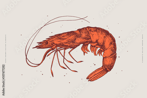 Hand-drawn red king prawn on a light background. Retro picture for the menu of fish restaurants, markets, and shops. Vector illustration in vintage engraving style.