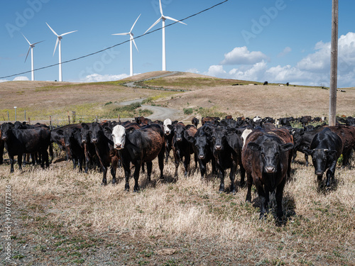 Shiloh Wind Farm Pasture Management