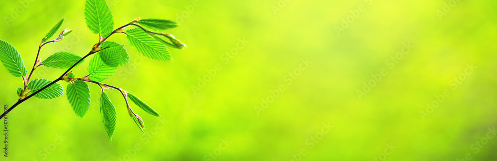 Spring background, horizontal banner - view of the beech leaves on the branch in the forest on a sunny day, close up, with space for text - obrazy, fototapety, plakaty 