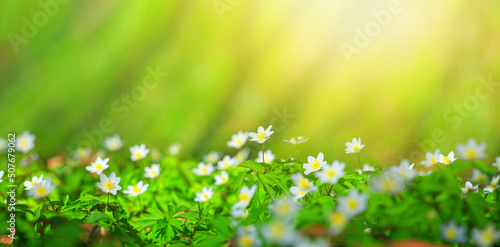 Spring landscape, banner, panorama - view of the anemone nemorosa in the spring forest in the rays of the sun