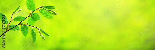 Valokuva Spring background, horizontal banner - view of the beech leaves on the branch in