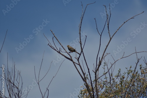Pájaro triguero sobre árbol sin hojas