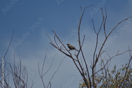 Pájaro triguero sobre árbol sin hojas