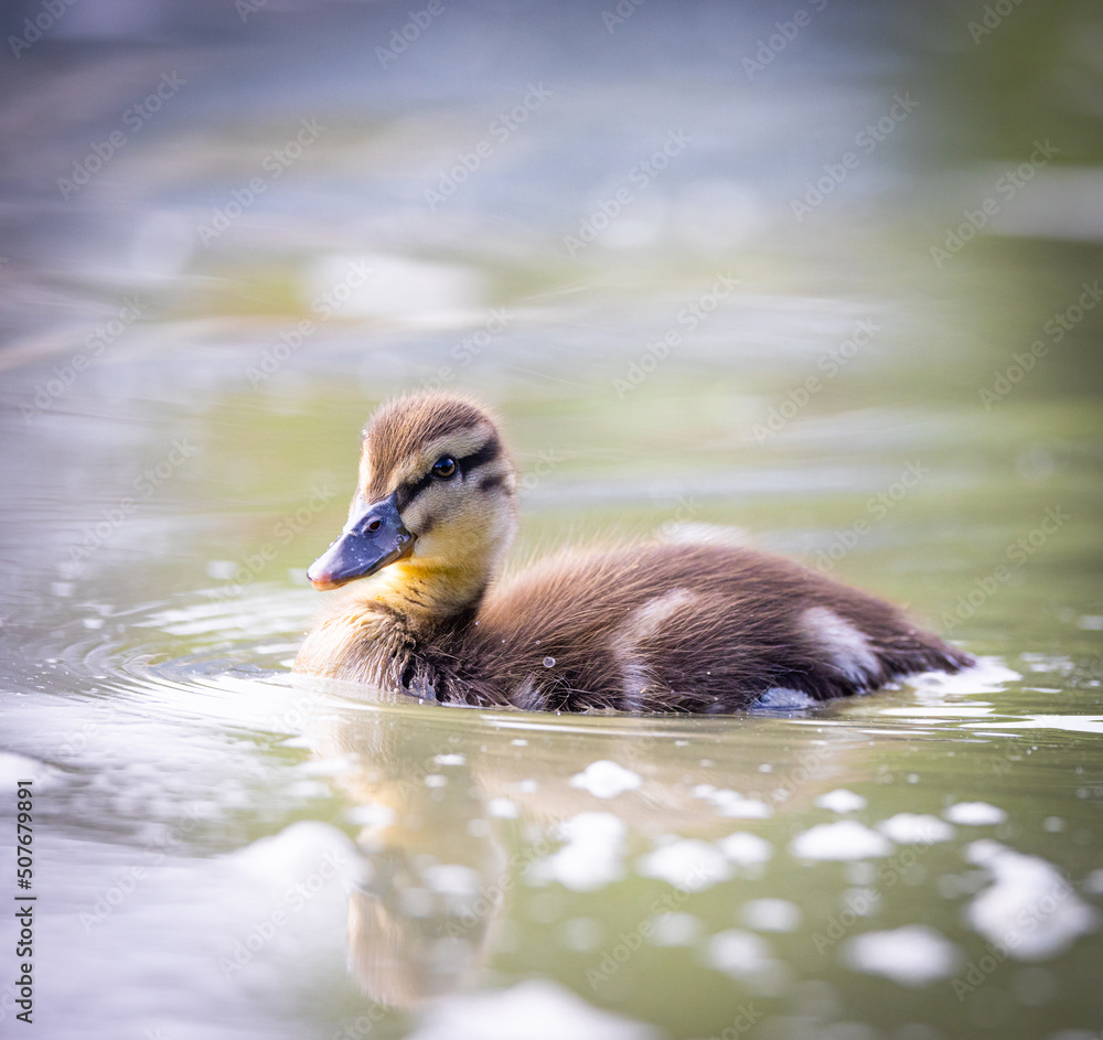 Duckling