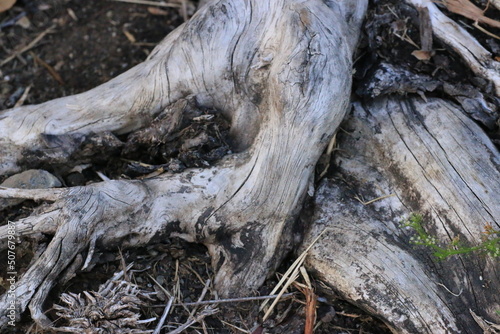 Roots_5318