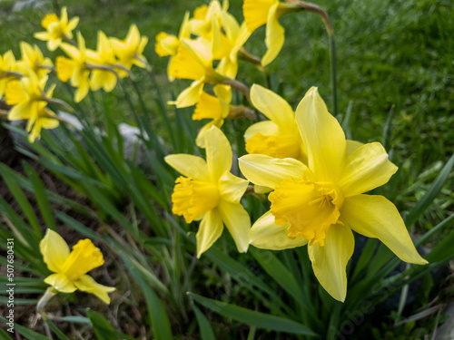 Lots of yellow daffodil flowers in the garden. Spring flowers.