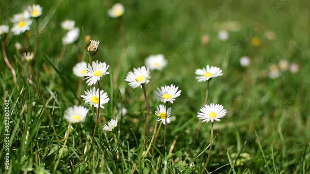 cinematic effect and close up of little daisies on a green field and in background the blue of the lake cinematic effect and close up of little daisies on a green field and in background the blue of the lake