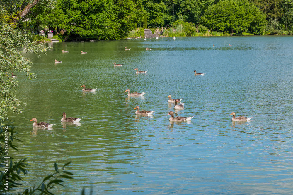 geese in the lake