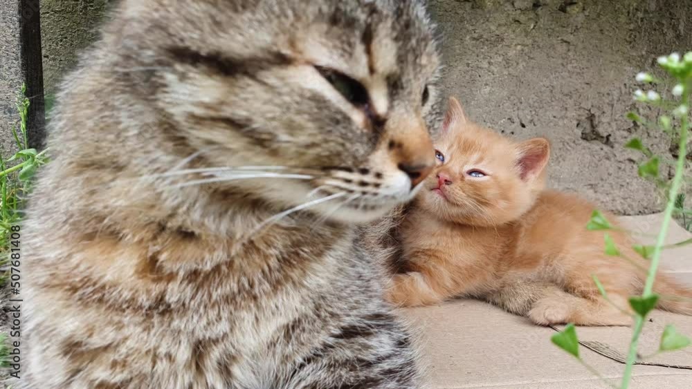 Funny baby orange kitten feel protected as lying next to his caring mother cat Funny baby orange kitten feel protected as lying next to his caring mother cat