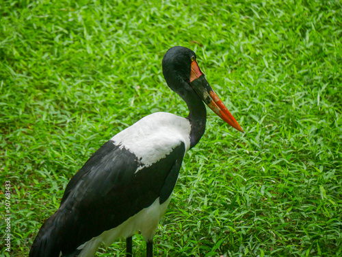 saddle-billed stork or saddlebill (Ephippiorhynchus senegalensis) is a large wading bird in the stork family roaming in park