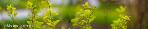 Panorama of tree branches with young green leaves in spring on a blurred background