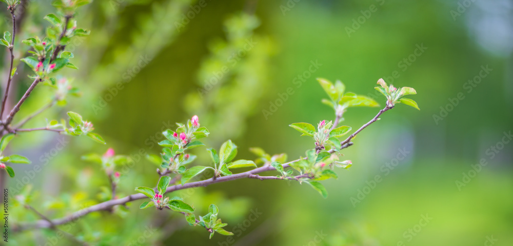 Panorama of flowering tree branches on a blurred background. Beautiful natural panoramic countryside landscape. Selective focusing on foreground with strong blurry background with copyspace Panorama of flowering tree branches on a blurred background. Beautiful natural panoramic countryside landscape. Selective focusing on foreground with strong blurry background with copyspace