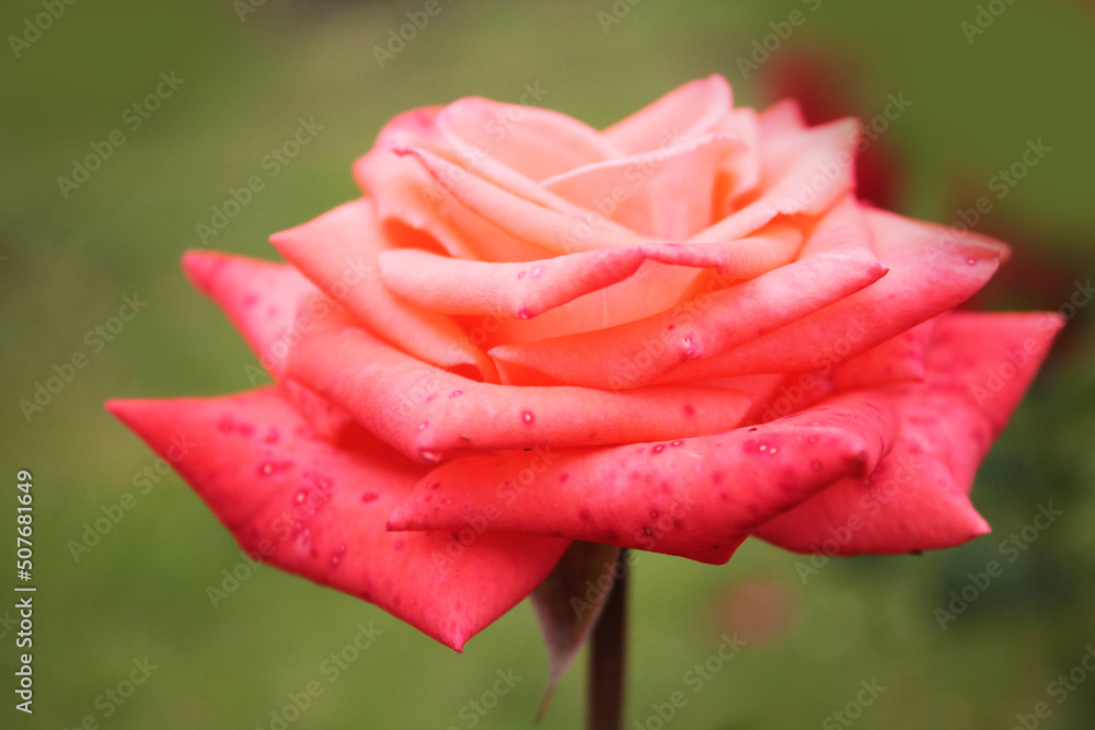 A large delicate pink rose is warmed by the rays of the morning sun, computer wallpaper