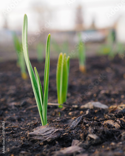 Garlic sprouts sprouting from the soil. Vertical stories illustration. Spring and the new agricultural season. Garden and yard. Green plant sprout close up