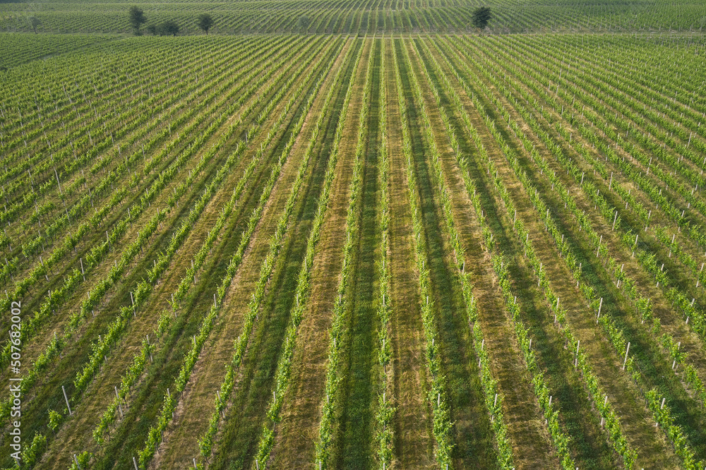 Smooth rows of vineyards in the horizon drone view. Plantation vineyard top view. Aerial panorama of Italian vineyards. Smooth rows of vineyards in the horizon drone view. Plantation vineyard top view. Aerial panorama of Italian vineyards.