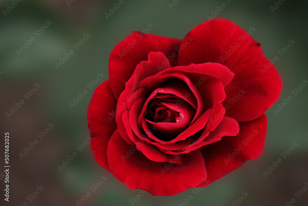 Beautiful red rose getting ready for bed, computer wallpaper Beautiful red rose getting ready for bed, computer wallpaper