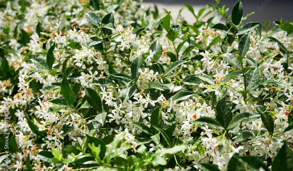White fluffy bush of beautiful spring flowers White fluffy bush of beautiful spring flowers