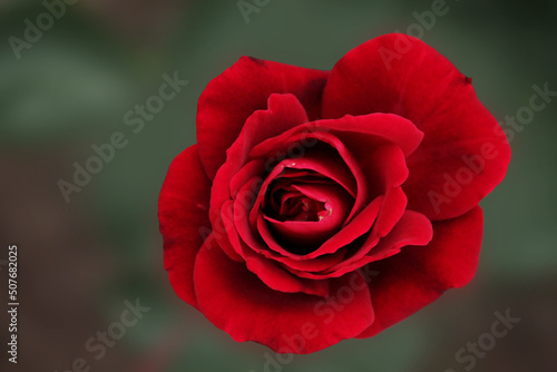 Beautiful red rose getting ready for bed  computer wallpaper