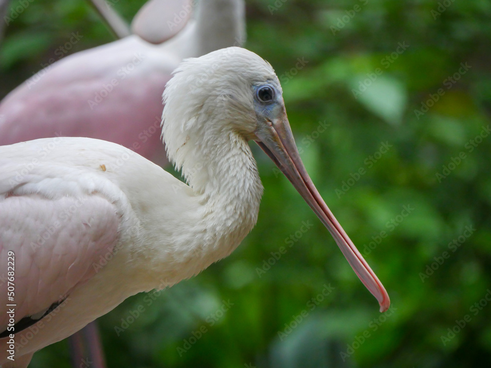 roseate spoonbill (Platalea ajaja) is a gregarious wading bird of the ...