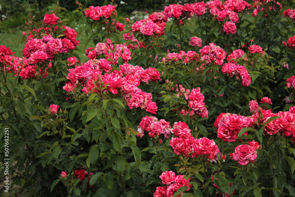 Flower bed of colorful scarlet roses in the botanical garden, computer wallpaper