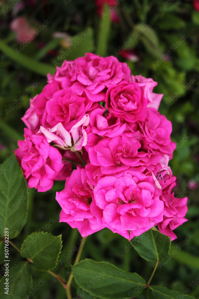 Inflorescence of delicate pink roses in a cozy park, computer wallpaper Inflorescence of delicate pink roses in a cozy park, computer wallpaper