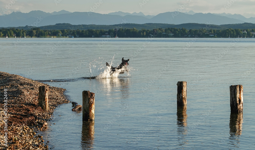 Naklejka premium Hund jagt durch das Wasser am Starnberger See