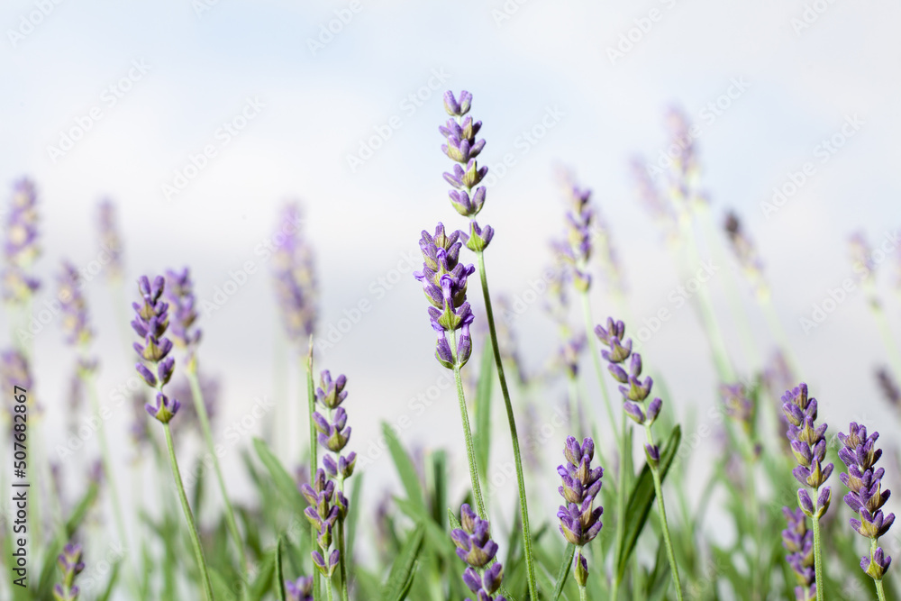 lavender plant with white background lavender plant with white background