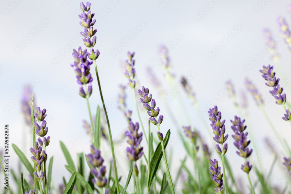 Naklejka premium lavender plant growing in home garden