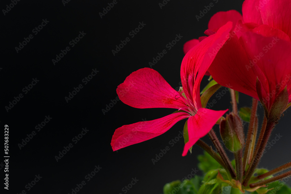 Obraz  Piękny kwiat pelargonii fototapeta, plakat