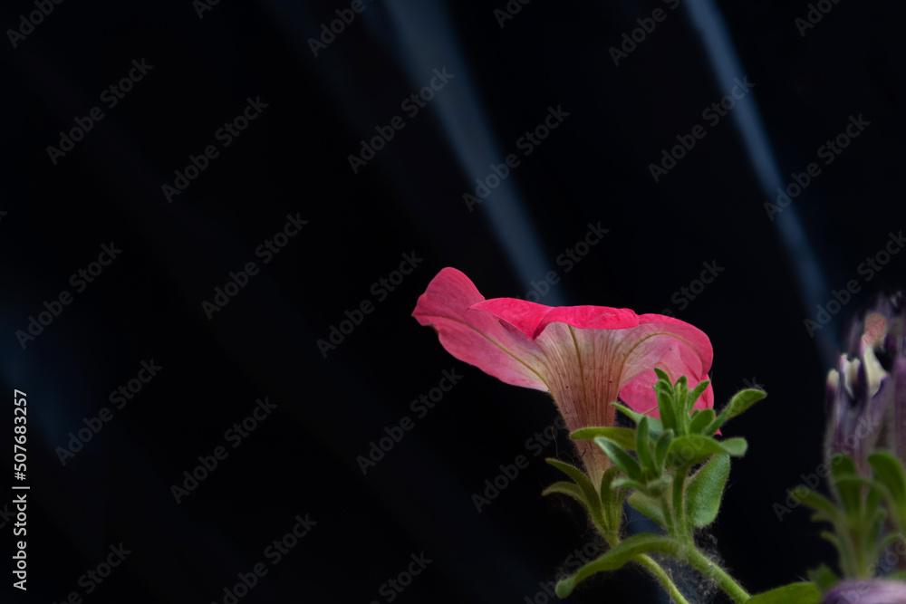 Obraz Piękny świeży kwiat petunii ogrodowej fototapeta, plakat