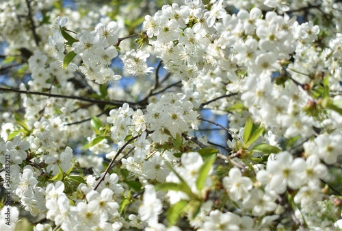 blooming tree © ольга никитенкова